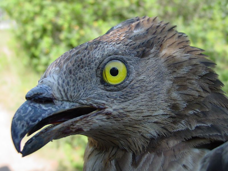 Falco pecchiaiolo - Pernis apivorus